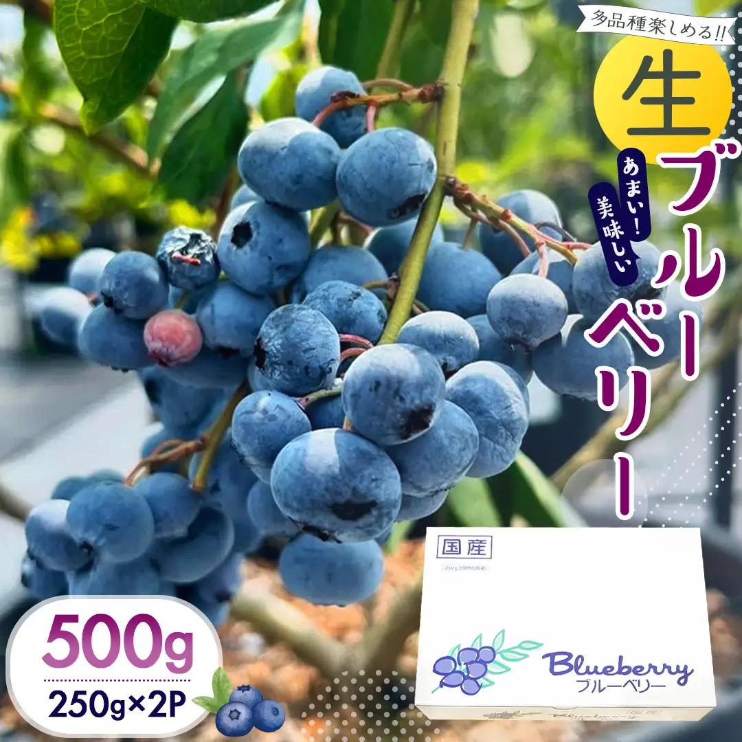 茨城県産 生 ブルーベリー 合計 500g (250g×2P) [DZ001sa]
