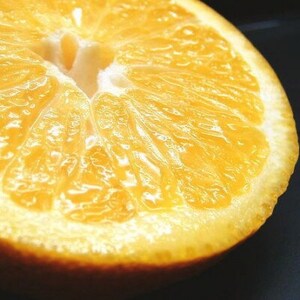 八朔(はっさく)[約5kg]和歌山県有田産春みかん (サイズおまかせ)【1223503】