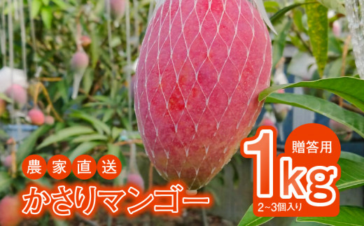 【2026年先行予約】【奄美産】かさりマンゴー贈答用1kg　A072-004
