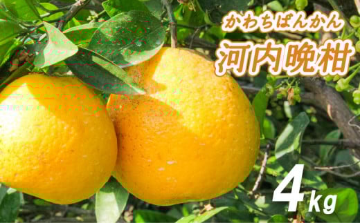 【2026年4月中旬より発送】 低農薬栽培 河内晩柑 4kg