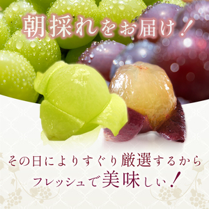 ぶどう詰合せ フルーツ 旬のぶどう シャインマスカット入り ぶどう詰合せ【約2kg 3〜4房】【9月発送】