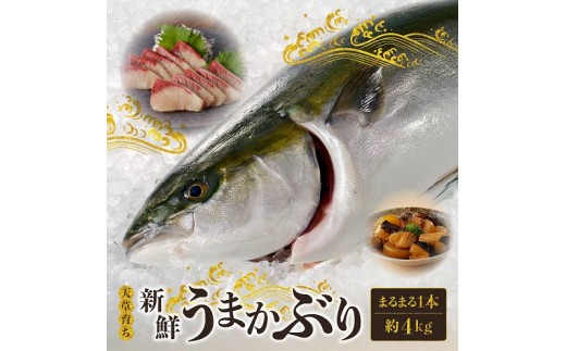 S137-003_【先行受付 天草育ち】活じめ！新鮮うまかぶり　まるまる1本！（内臓処理済）約4kg