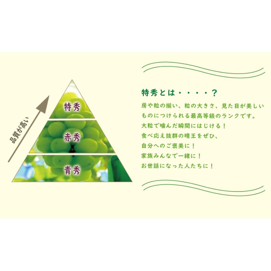 ＜晴王＞シャインマスカット 晴王 1房 700g 特選 化粧箱入 岡山県産【特別選定】
