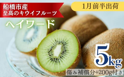 【1月前半発送分】船橋産キウイフルーツ5.2kg未追熟バラ詰め【傷み補償分約200g込み】