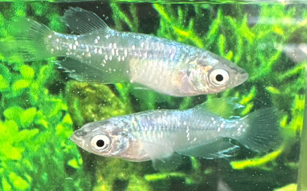 メダカ天露の糸 4ペア 8匹