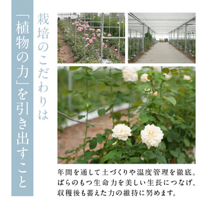 マンスリーブーケ WABARA 20本とわばらの枝葉　Rose Farm KEIJI  WABARA 20本  國枝啓司 AT-0006