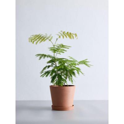 ふるさと納税 横浜市 エバーフレッシュ Sサイズ 鉢付き観葉植物 テラコッタ