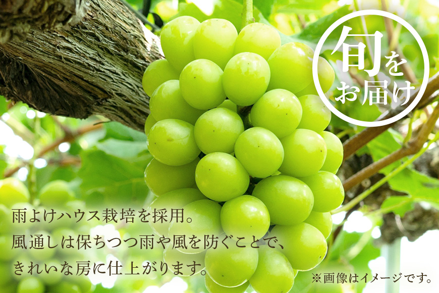 ＜2025年 先行予約＞ シャインマスカット 数量限定 3kg 農園直送 期間限定 果物 フルーツ ブドウ 葡萄 ぶどう 8月下旬以降発送 冷蔵 小美玉市 70-J