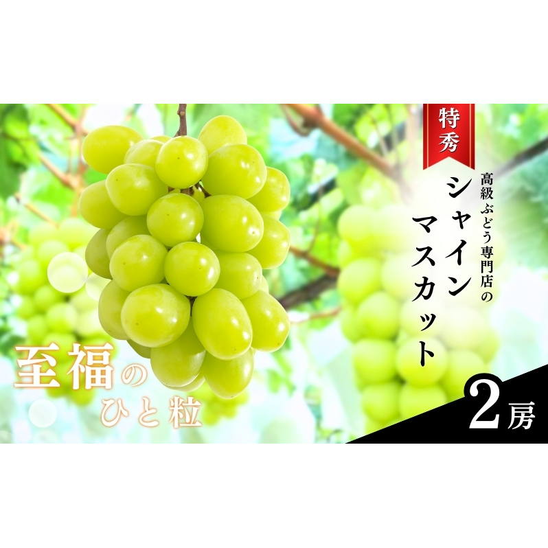 2026年産 ぶどう  長野市産 シャインマスカット 特秀 2房 葡萄 ブドウ フルーツ 果物 シャイン マスカット デザート おやつ 信州 2026年秋発 