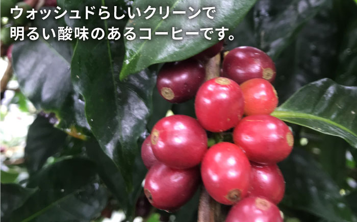 中煎りコーヒー豆250g×2袋 （豆・粉選べます） ニカラグア産ラベンディション農園パカマラ種フリーウォッシュド 糸島市 / COFFEE UNIDOS 珈琲/カフェ/コーヒー粉 [AQF002]