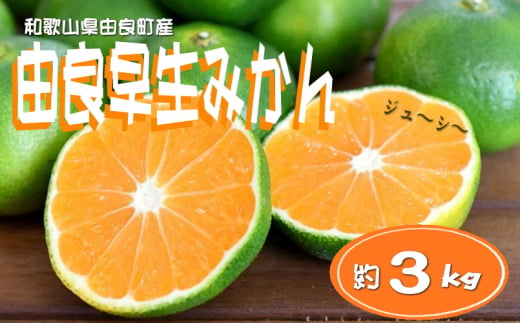 【先行予約】和歌山由良町産 由良早生みかん 約3kg 訳あり キズ 御家庭用 サイズ混合 ※北海道・沖縄・離島配送不可 / フルーツ くだもの 果物 柑橘 和歌山 オレンジ みかん 早生みかん【sml126B】