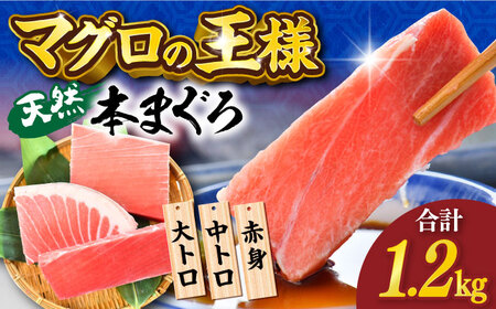 天然 本まぐろ 大トロ・中トロ・赤身（約200ｇ×6柵）約1200ｇ 鮪 マグロ 魚 刺身 横須賀【横須賀商工会議所 おもてなしギフト事務局（本まぐろ直売所 横須賀本店）】 [AKAK019]