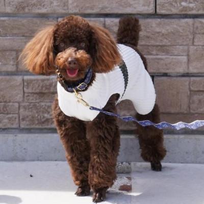 ふるさと納税 あきる野市 【創業48年】ドッグウェアブランドの「日本製 メッシュ プリーツ ロンパース」(ホワイト・Sサイズ) |  | 01