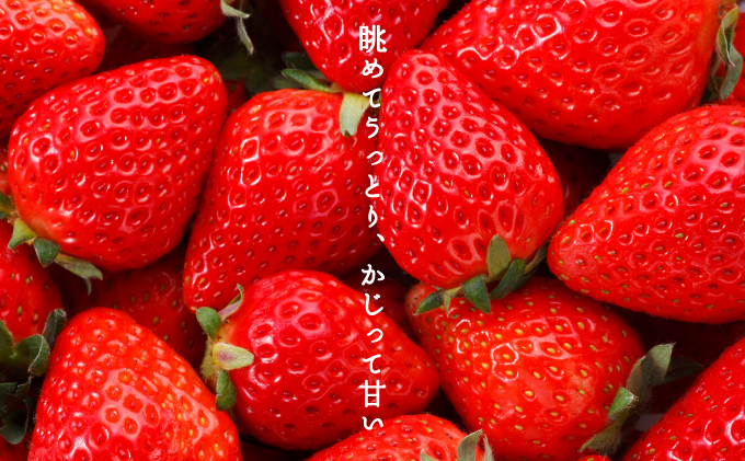 佐賀県産いちご 「いちごさん」 480g (240g×2P) 34an-0001