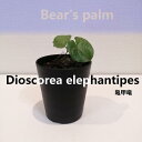 【ふるさと納税】亀甲竜　Dioscorea elephantipes_栃木県大田原市生産品_Bear‘s palm | 植物 プラント 人気 おすすめ 送料無料