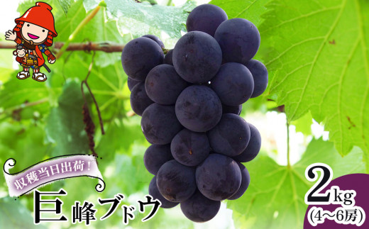 【先行予約】巨峰ブドウ 約2kg (4～6房) 種あり | ブドウ ぶどう 葡萄果物 フルーツ くだもの 産地直送 甘い 大分県産 九州産 中津市 国産 送料無料