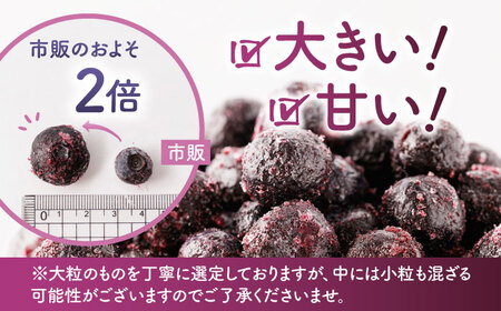 【6回定期便】大粒 冷凍ブルーベリー 1500g（500g×3pc） 【すみれファーム】果物 フルーツ くだもの ブルーベリー 冷凍 ブルーベリー 大粒 小分け 熊本県産ブルーベリー 大粒ブルーベリー