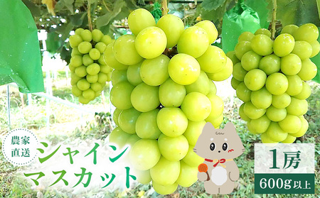 【先行予約】《2026年9月下旬～11月下旬出荷》  宮城県丸森町産 シャインマスカット　1房(1房 600g以上)【48002】