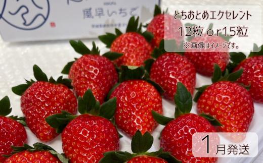 【1月発送】いちご とちおとめエクセレント（12粒or15粒）1箱  苺 イチゴ とちおとめ 選べる 発送月 発送回数 個数 いちご「とちおとめ」風早いちご園 有名ホテル使用 厳選 フルーツ 果物 季節限定 甘い 濃厚 ジューシー 新鮮 送料無料 ギフト 贈答 茨城県 鉾田市 野菜王国 予約受付