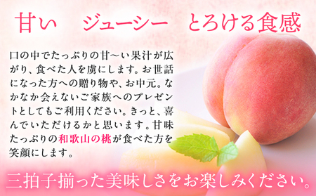 桃 もも 【秀品】 10～15玉入 ときわオンライン《6月下旬～8月末頃出荷》和歌山県 紀の川市 フルーツ 