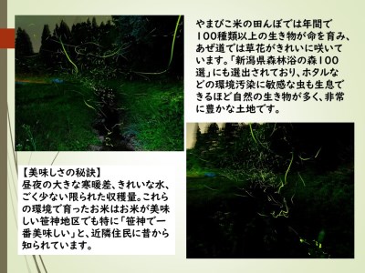 【令和7年産新米予約】コシヒカリ「やまびこ米」10kg(5kg×2袋) 玄米黒酢農法 金賞受賞 特別栽培米 白米 精米 農家直送 10月中旬より順次発送予定 1P03028