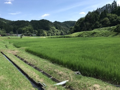 【令和7年度新米】八百津で採れたコシヒカリ！　5kg