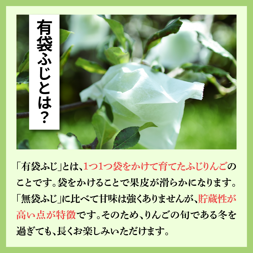 【2025年6月前半発送】 りんご 有袋ふじりんご 約 3kg CA貯蔵 丸福規格 有袋フジりんご 青森 五所川原