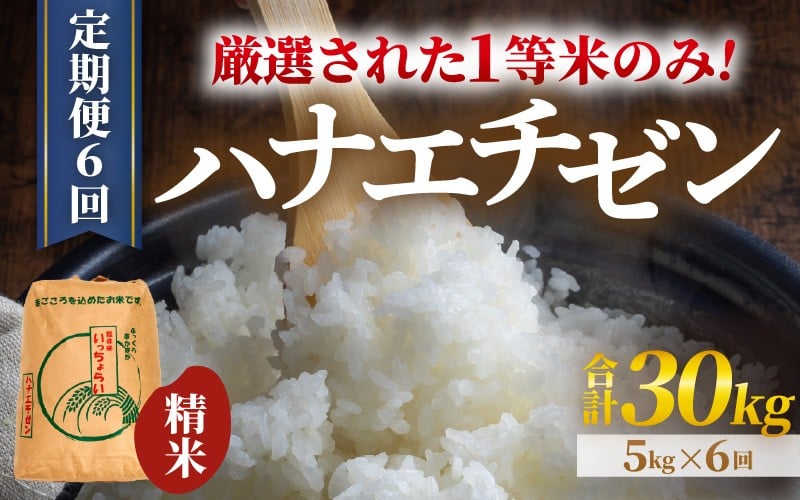 
            【先行予約】【令和8年産・新米】【一等米】＜定期便6回＞ ハナエチゼン 精米 5kg × 6回（30kg）《発送直前精米！》  ／ 福井県産 ブランド米 ご飯 白米 お米 コメ 新鮮 大賞 受賞 新米 福井県あわら産 ※2026年9月上旬以降順次発送予定 [aw012-f010]
          