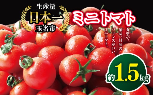 ミニトマト 生産量 日本一 玉名市 !！ ミニトマト 約 1.5kg ｜ ミニトマト 野菜 トマト プチトマト 熊本県 玉名市 くまもと たまな