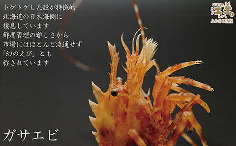 《1月から発送》北海道産 「幻のえび」希少な天然ガサエビ 500g　引き締まった身肉と飽きのこない旨味 濃いエビの味が楽しめます！　国産　江差近海産　天然もの　エビかご漁師直送　最良品厳選　生食可　お