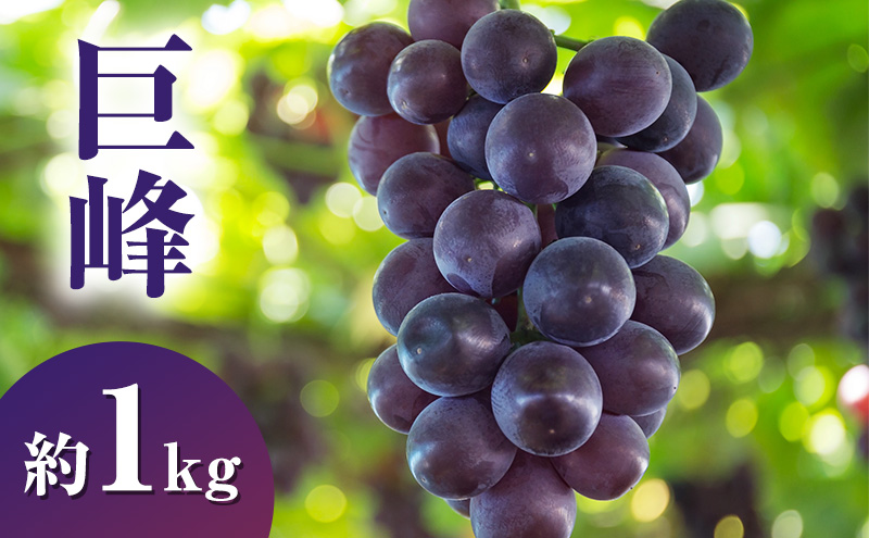 【2026年9月発送】巨峰約1kg ぶどう 長野県産