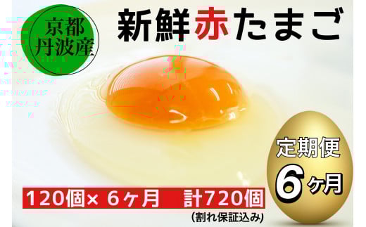 【6回定期便】新鮮 卵 京都・丹波の赤たまご 120個（100個＋割れ保証20個）×6ヶ月 計720個 《生卵 たまご タマゴ 卵 玉子 鶏卵 小分け 半年間》※北海道・沖縄・離島への配送不可