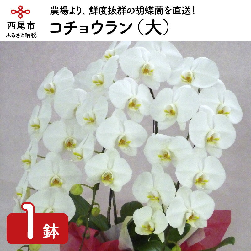 【ふるさと納税】コチョウラン（大） N016-44/胡蝶蘭 花 洋ラン
