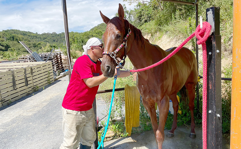 馬 の ふれあい体験 ペア チケット 1枚(2名様分) 体験 うま ケイメイ牧場