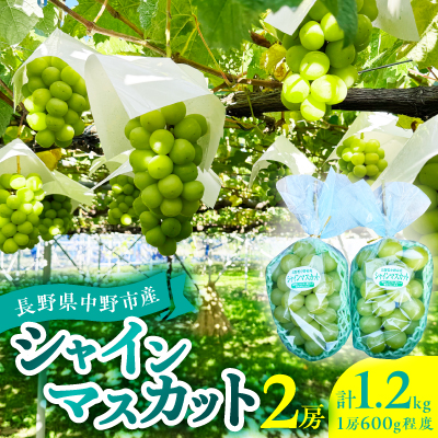 2026年発送　シャインマスカット2房1.2kg以上【配送不可地域：離島】【1686234】