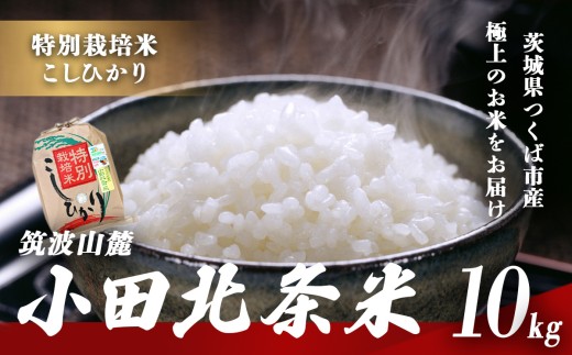 令和7年産 特別栽培米 コシヒカリ 小田北条米 10kg │ 米 お米 こしひかり 白米 精米 10キロ 2025年産 茨城県産 茨城県 つくば市