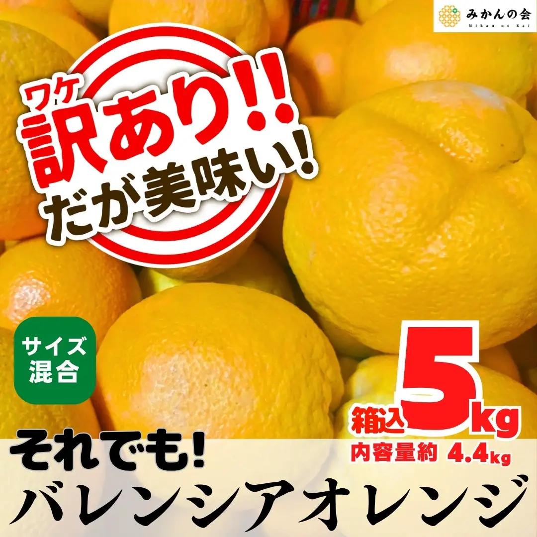 訳あり バレンシアオレンジ  国産 箱込 5kg (内容量 4.4kg ) サイズミックス 和歌山県産 産地直送 みかんの会