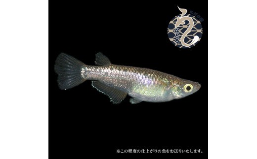 ラメ王風雅
