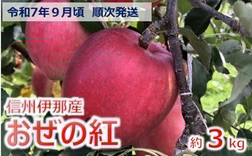 【010-46】令和7年9月ごろ発送　信州のりんご　おぜの紅　約3キロ