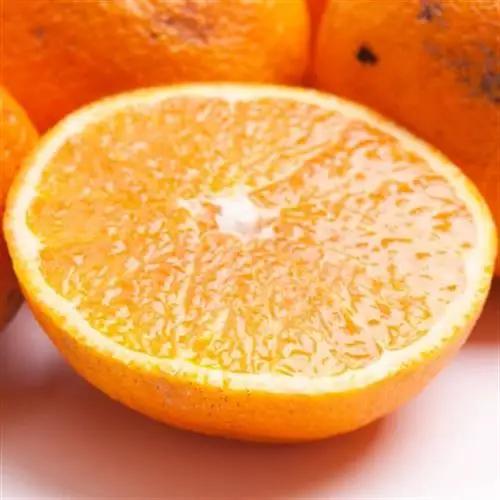 家庭用 不知火5kg+250g(傷み補償分)【デコポンと同品種・人気の春みかん】【訳あり】【配送不可地域：離島・北海道・沖縄県】【1633646】