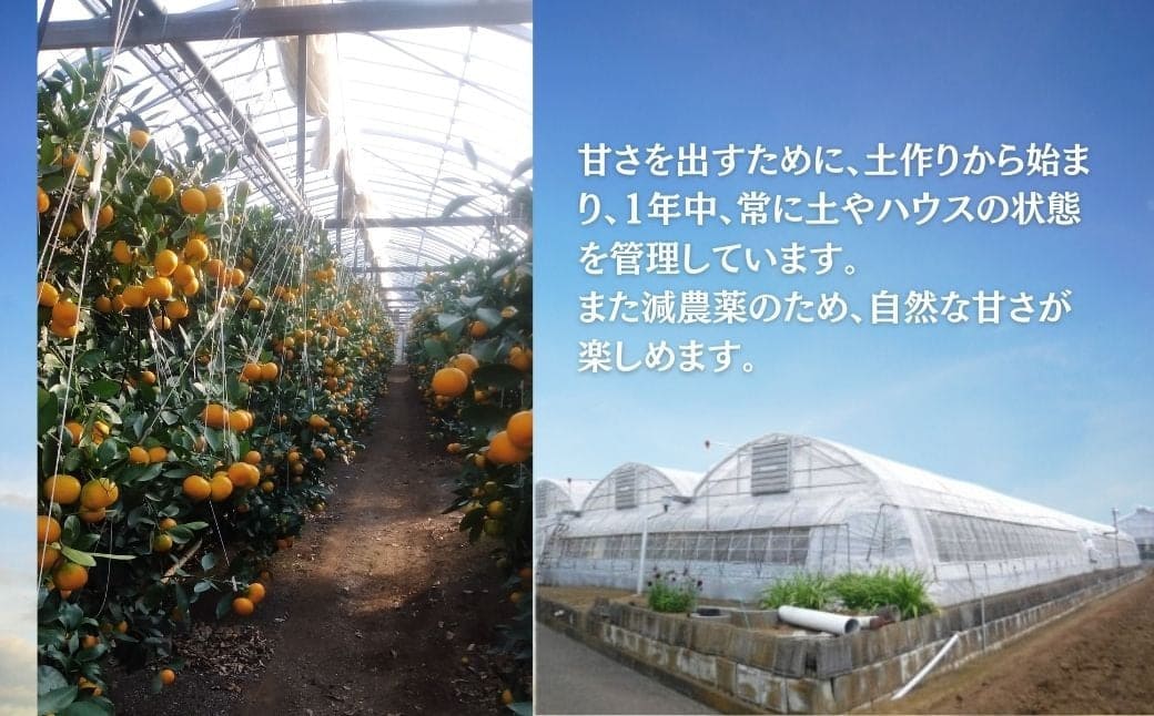 【先行予約！７月以降順次発送】甘いハウスみかん（1.5㎏) 1.5kg