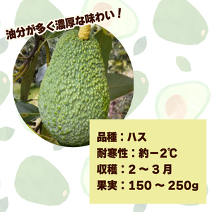 アボカド接ぎ木苗  ハス（Aタイプ）１年生中苗１本 ｜苗 ガーデニング 農業 家庭菜園 野菜 アボカド  あぼかど 国産 アボカド サラダ アボカド 料理 アボカド 健康 アボカド 森のバター 愛媛県