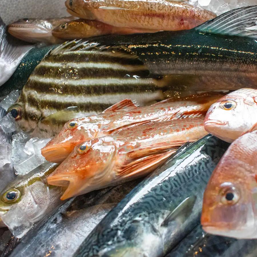 高知県産 鮮魚 詰め合わせ便 4kg 谷鮮魚食堂 内臓未処理 産地直送 生魚 海鮮 セット 刺身 刺し身 煮付け カツオのたたき 詰合せ 食べ比べ グルメ 魚 お取り寄せ ギフト 贈答用 鮮魚セット 