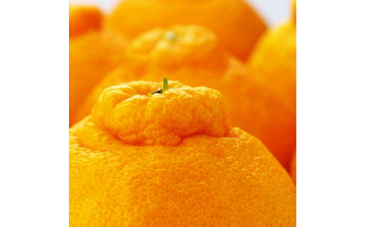 
            こだわり農家の 濃厚 不知火 12～24玉 (約5kg)［先行予約］［MS39］
          