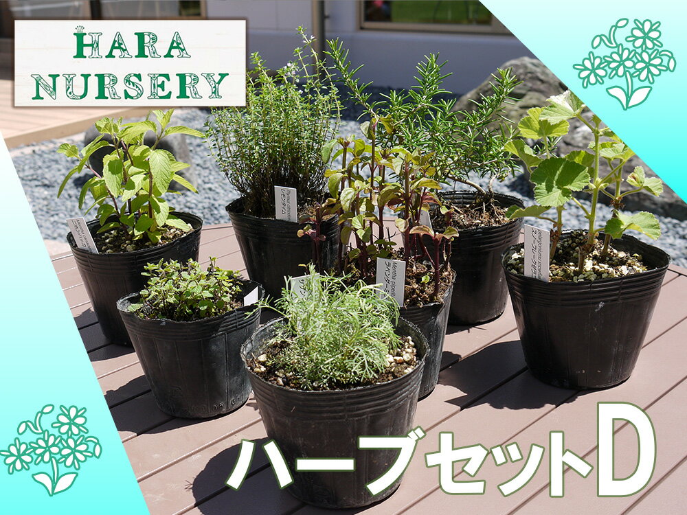 【ふるさと納税】ハーブセットD　花 苗 植物 家庭菜園 花壇 プランター ガーデニング（BS175）