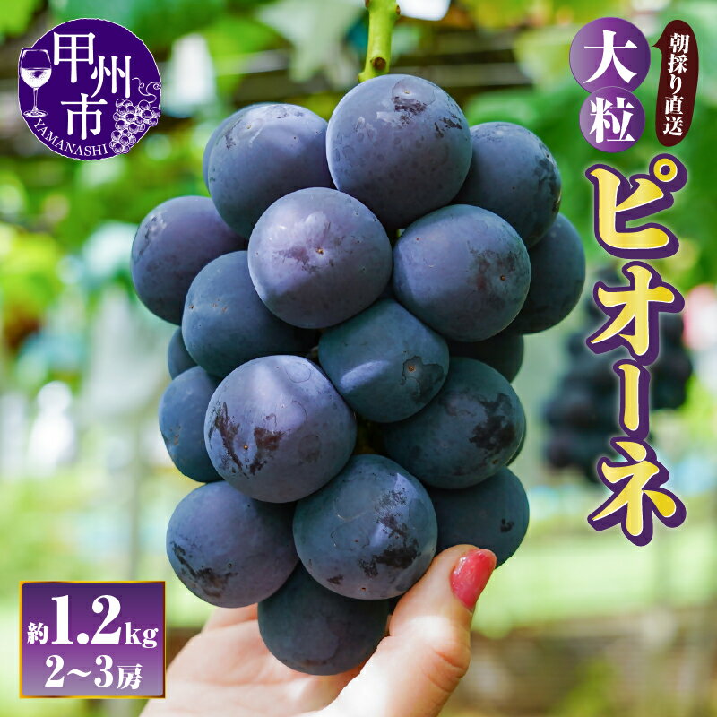 【ふるさと納税】 ピオーネ 種無し 2026年 先行予約 約1.2kg 2～3房 果物 果実 黒ぶどう 葡萄 ブドウ フルーツ 朝採り 産地直送 大粒 期間限定 数量限定 9月 発送 贈答 ギフト 家庭用 山梨県 甲州市 （AF） 【B-451】