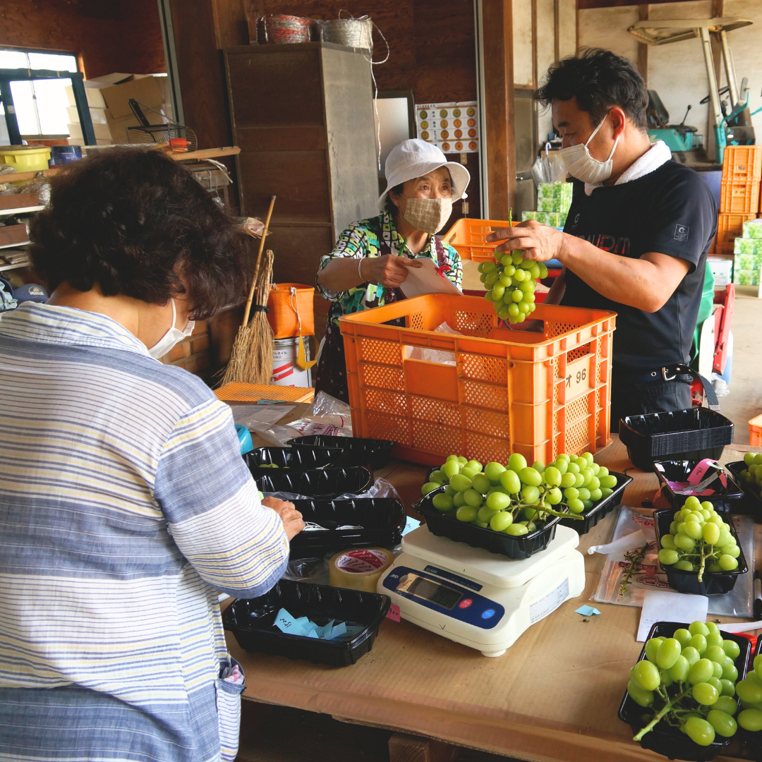 《 先行予約 》 シャインマスカット 1房 ( 約650g + 粒パック 約100g付 )【2026年8月下旬頃発送開始】 ( 共通返礼品：下妻市 ) フルーツ 果物 マスカット ぶどう 葡萄 ブドウ