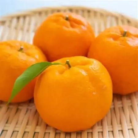 和歌山産ポンカン約5kg(サイズ混合・秀優品)(日高町)【1497950】