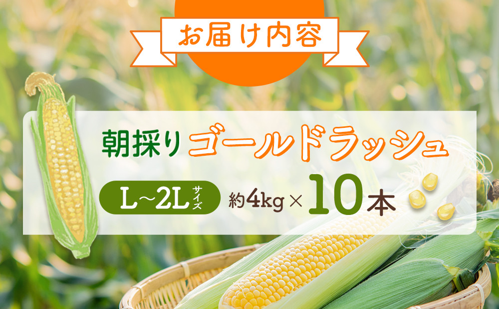 【26年先行予約】朝採り とうもろこし ゴールドラッシュ 約4kg (L～2Lサイズ×10本) (2026年8月中旬発送予定) 【 人気 北海道産 糖度 生 野菜 スイートコーン 産地直送 バーベキュ