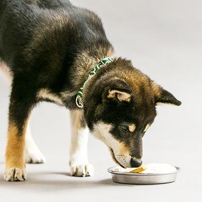 ふるさと納税 大館市 秋田犬Tシャツとワンちゃん用おやつセット |  | 03